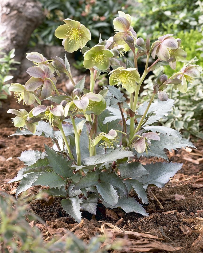 Helleborus sternii 'Silver Dollar'
